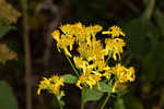 Yellow crownbeard